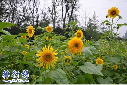 10种常见有趣的植物，第七高两米，第一可家养！