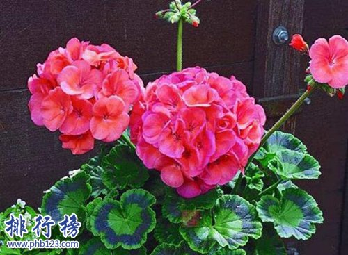 10种常见有趣的植物，第七高两米，第一可家养！