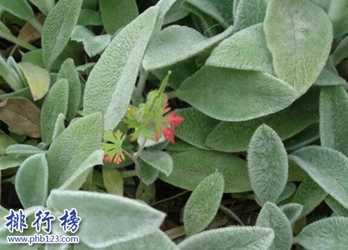 10种常见有趣的植物，第七高两米，第一可家养！