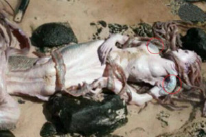 世界上有美人鱼吗？美人鱼照片曝光(想象都是美好的)