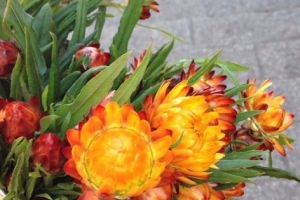 10种常见有趣的植物，第七高两米，第一可家养！