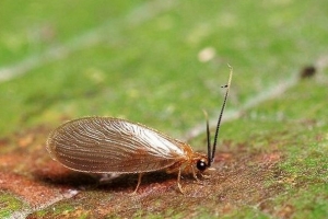 盘点十大真实存在的奇葩有趣昆虫