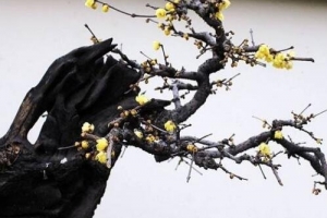 十大盆景名贵树种排名，你认识几个？