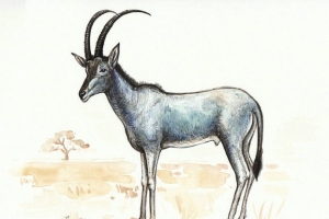 盘点十大已经灭绝的神秘物种