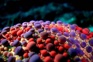 十大最美丽奇特的海洋生物排行榜