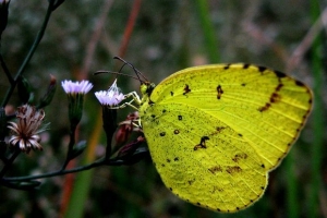 盘点自然界十大奇特罕见的黄色动物