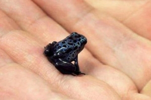 世界十大最致命的生物排行榜