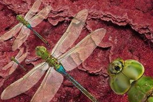 盘点鲜为人知的十大远古超级生物