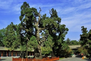 盘点陕西境内十大古代名人手植树 古人爱种树