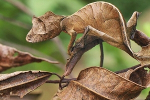 动物界最会伪装自己的十种动物