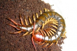 全球十大著名蜈蚣的种类排行榜