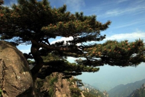 黄山十大名松是哪十大名松？