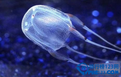 世界上最毒的动物排名