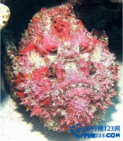 世界上最毒的动物排名