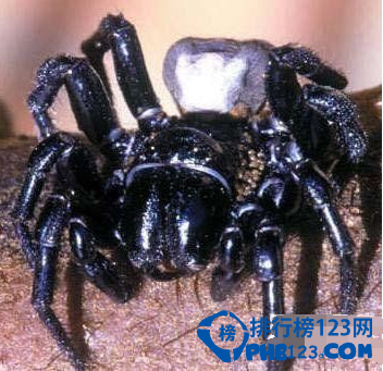 世界上最毒的动物排名