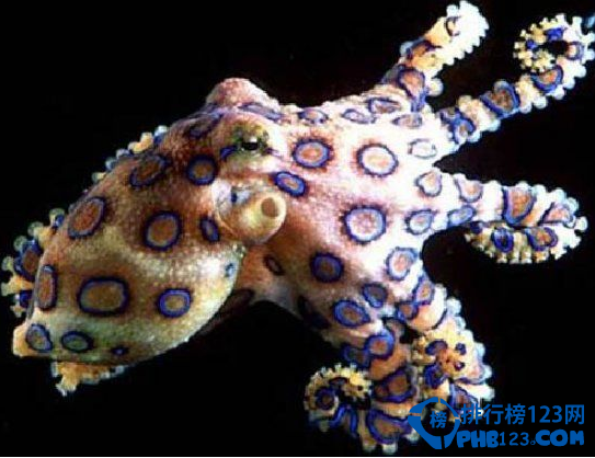 世界上最毒的动物排名