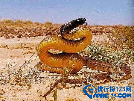 世界上最毒的动物排名
