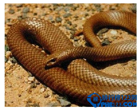 世界上最毒的动物排名