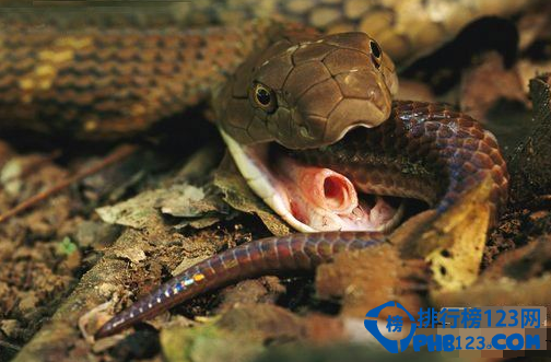 世界上最毒的动物排名