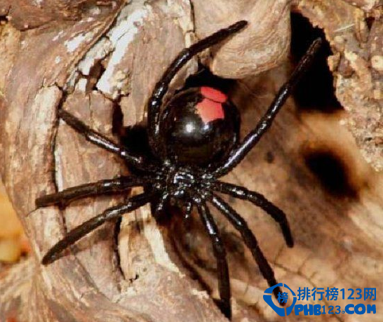 世界上最毒的动物排名