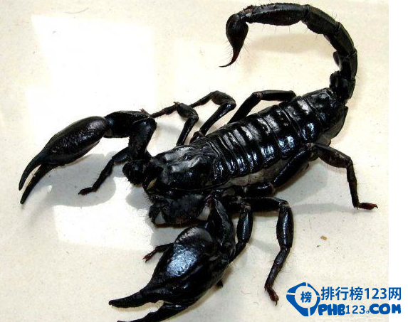 世界上最毒的动物排名