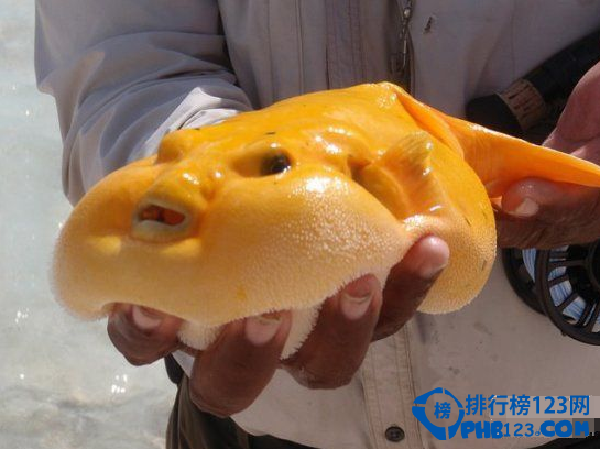 世界上最毒的动物排名