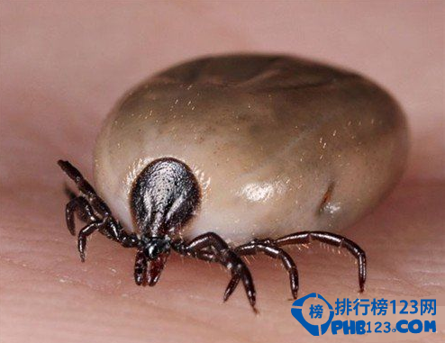 世界上最毒的动物排名