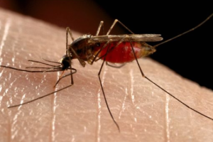 世界上最毒的动物排名 长得就非常可怕