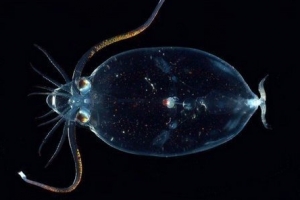 几乎全透明的海底生物