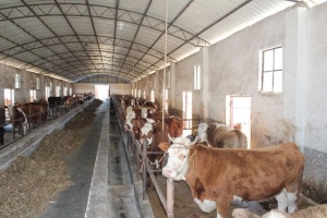 农村养殖什么项目好?2017农村养殖项目排行榜