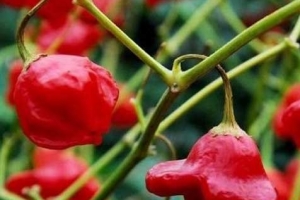 世界上最辣的辣椒排行榜 那伽毒蛇仅排第三