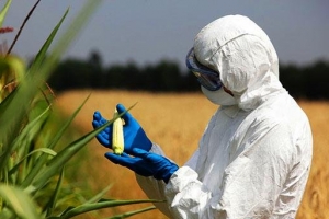 全球转基因作物种植面积排名