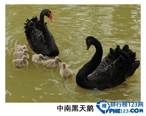 中国大学校园神兽排行榜