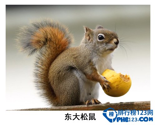 中国大学校园神兽排行榜