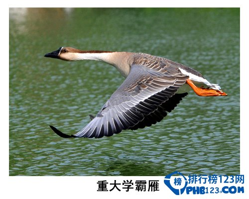 中国大学校园神兽排行榜