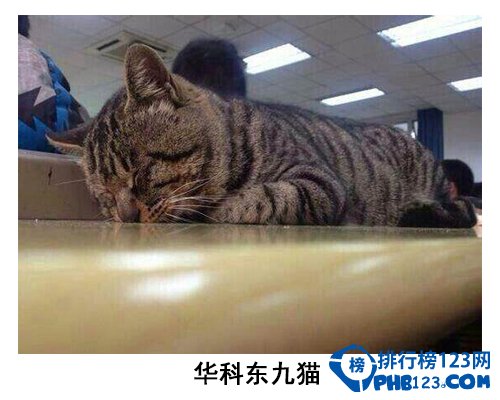 中国大学校园神兽排行榜