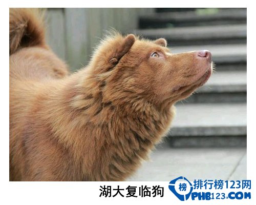 中国大学校园神兽排行榜