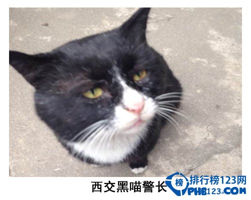 中国大学校园神兽排行榜