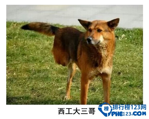 中国大学校园神兽排行榜