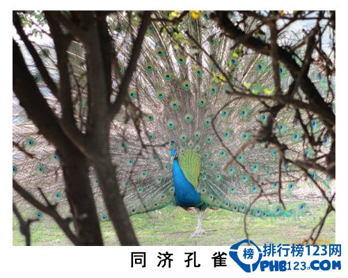 中国大学校园神兽排行榜