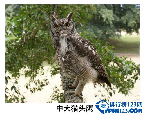 中国大学校园神兽排行榜