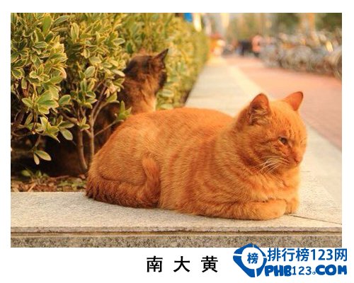 中国大学校园神兽排行榜