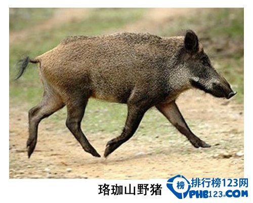 中国大学校园神兽排行榜