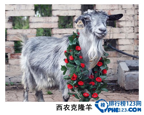 中国大学校园神兽排行榜