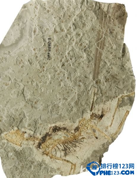 世界上最小的恐龙排行榜