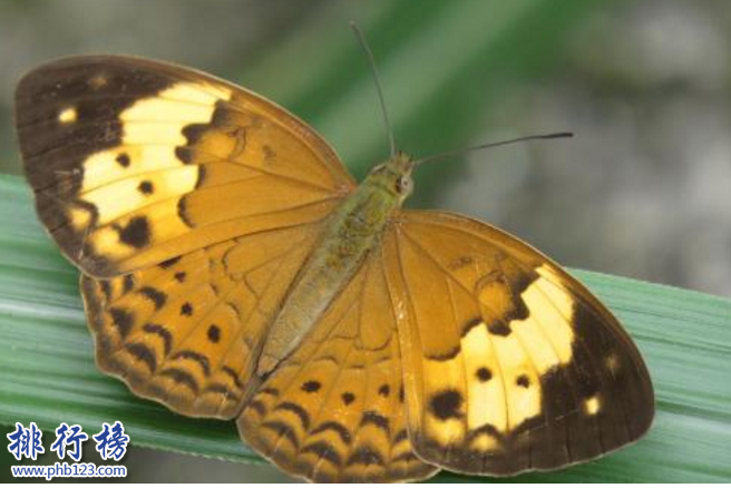 　　导语：如何网络发达，有什么小段子和奇特的事情就迅速走红网络，真是佩服这些网友的脑洞，一些小动物能恶搞出一些神兽来。下面排行榜123网小编为大家介绍的网络四大神兽，看了你会惊呆的。  　　网络四大神兽：草泥马、法克鱿、雅蔑蝶、潜烈蟹  　　四、潜烈蟹  　　潜烈蟹又称前列腺是网友恶搞出来的，也是网络四大神兽之一，螃蟹营养价值高肥大肉多。据说有这样的一个段子，有一天苏杭运河的蓄水口不能下泄，导致人们食用的的水受到污染，后来一看原来是这只潜烈蟹堵住了蓄水口，最后一个叫庞光的人因为喝了这种污染的水得了前列腺炎，最后死了，事情从此传开了官府的人大量补杀，导致潜烈蟹灭绝了。  　　三、雅蔑蝶  　　这种昆虫和蝴蝶长得有点相似，据说在2009年的1月份在青藏高原发现这只雅蔑蝶，它的颜色很奇怪还会变色，晚上还发夜光。它生活在高原地区喜欢寒冷的环境，全世界有1万4千多种蝴蝶，唯独它是最奇特最珍贵稀有的品种。据说在青藏高原只看见过2次。  　　二、法克鱿  　　法克鱿是网友编造出来的神奇的物种，在网络四大神兽里面排名第二。其实这个名字是网友恶作剧出来的和英文Fuсk you是一个意思，是一种骂人的很粗俗的话。  　　一、草泥马  　　听着名字这么粗俗，也是网友恶搞出来的神兽之一，起源于百度魔兽世界吧，之后快速在网络上流传开来，在聊天论坛中都会看到视频成为大家关注的有趣对象。其实是马勒戈壁上生活着一种顽强的小羊驼，那里缺水和食物吃的一种青草，草的名字我就不说了。  　　结语：以上就是排行榜123网小编为大家盘点的网络四大神兽，这些神兽都是网友恶搞出来的，在网络上传播所以成了神奇的物种也就是网络神兽。