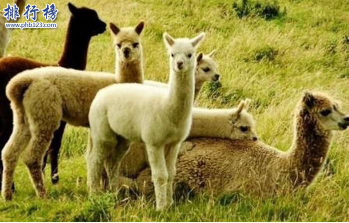 　　导语：如何网络发达，有什么小段子和奇特的事情就迅速走红网络，真是佩服这些网友的脑洞，一些小动物能恶搞出一些神兽来。下面排行榜123网小编为大家介绍的网络四大神兽，看了你会惊呆的。  　　网络四大神兽：草泥马、法克鱿、雅蔑蝶、潜烈蟹  　　四、潜烈蟹  　　潜烈蟹又称前列腺是网友恶搞出来的，也是网络四大神兽之一，螃蟹营养价值高肥大肉多。据说有这样的一个段子，有一天苏杭运河的蓄水口不能下泄，导致人们食用的的水受到污染，后来一看原来是这只潜烈蟹堵住了蓄水口，最后一个叫庞光的人因为喝了这种污染的水得了前列腺炎，最后死了，事情从此传开了官府的人大量补杀，导致潜烈蟹灭绝了。  　　三、雅蔑蝶  　　这种昆虫和蝴蝶长得有点相似，据说在2009年的1月份在青藏高原发现这只雅蔑蝶，它的颜色很奇怪还会变色，晚上还发夜光。它生活在高原地区喜欢寒冷的环境，全世界有1万4千多种蝴蝶，唯独它是最奇特最珍贵稀有的品种。据说在青藏高原只看见过2次。  　　二、法克鱿  　　法克鱿是网友编造出来的神奇的物种，在网络四大神兽里面排名第二。其实这个名字是网友恶作剧出来的和英文Fuсk you是一个意思，是一种骂人的很粗俗的话。  　　一、草泥马  　　听着名字这么粗俗，也是网友恶搞出来的神兽之一，起源于百度魔兽世界吧，之后快速在网络上流传开来，在聊天论坛中都会看到视频成为大家关注的有趣对象。其实是马勒戈壁上生活着一种顽强的小羊驼，那里缺水和食物吃的一种青草，草的名字我就不说了。  　　结语：以上就是排行榜123网小编为大家盘点的网络四大神兽，这些神兽都是网友恶搞出来的，在网络上传播所以成了神奇的物种也就是网络神兽。