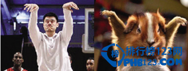 十大动物相似度极高的球星，姚明像松鼠!