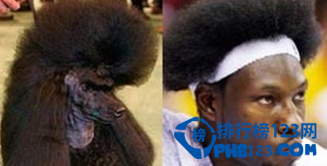 十大动物相似度极高的球星，姚明像松鼠!