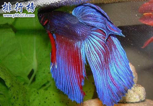 世界十种最漂亮的鱼，第一美若仙子！